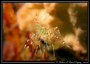 Shrimp dancing for me ! Nice moment :-) by Raoul Caprez 